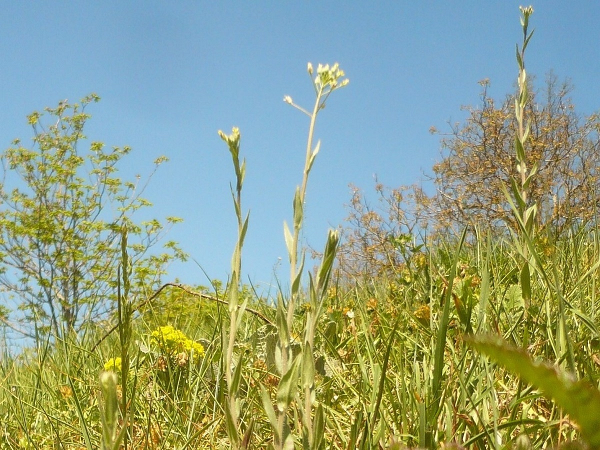 Camelina microcarpa (Brassicaceae)